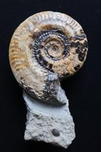 Ammonieten op gang - Gefossiliseerde schelp - Hildoceras