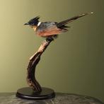 Coromandelkoekoek Taxidermie Opgezette Dieren By Max, Verzamelen, Ophalen of Verzenden, Nieuw, Vogel, Opgezet dier