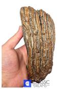 IJstijd wollige reusachtige mammoet (Mammuthus primigenius), Verzamelen, Mineralen en Fossielen