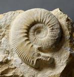 Ongewone Franse ammoniet met lappet - Zelfstaand -