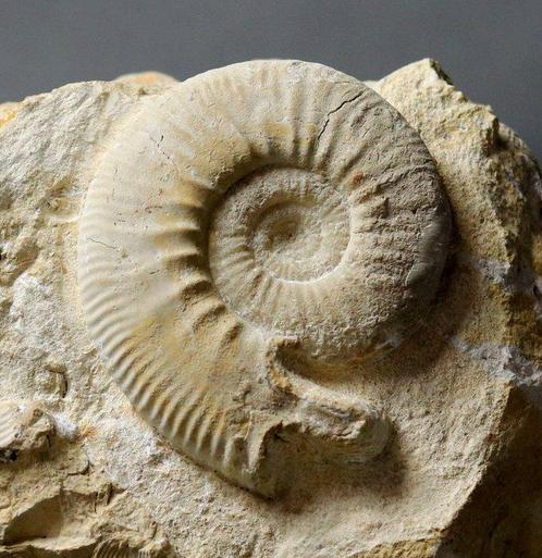 Ongewone Franse ammoniet met lappet - Zelfstaand -, Verzamelen, Mineralen en Fossielen