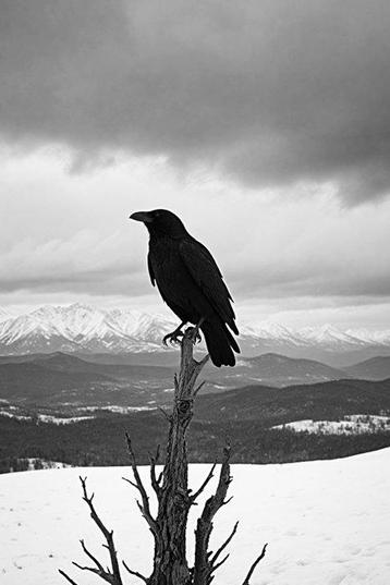 Bonaque - Black Raven