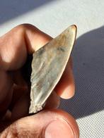 grote witte haai - Fossiele tand - Cosmopolitodus hastalis -, Verzamelen, Mineralen en Fossielen