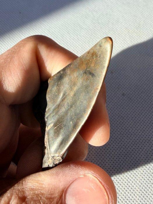 grote witte haai - Fossiele tand - Cosmopolitodus hastalis -, Verzamelen, Mineralen en Fossielen