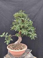 Oak bonsai (Quercus) - Hoogte (boom): 60 cm - Diepte (boom):