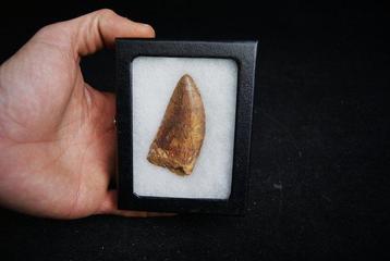 Dinosaure - Dent fossile - Carcharodontosaurus saharicus -