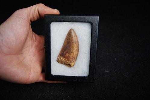 Dinosaure - Dent fossile - Carcharodontosaurus saharicus -, Verzamelen, Mineralen en Fossielen