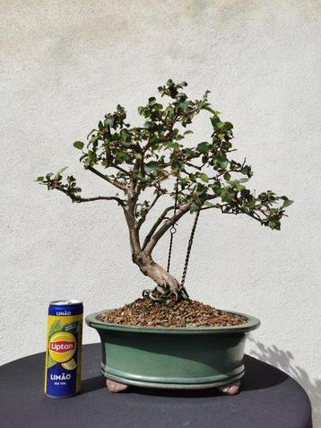Bonsaï Charme (Carpinus) - Hauteur (arbre) : 42 cm -