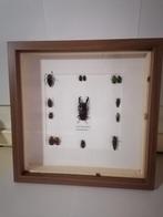 Coléoptères Support mural pour taxidermie - Dorcus Titanus, Verzamelen, Nieuw