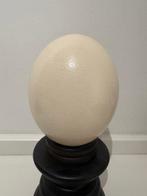 Struisvogel ei op stolp Taxidermie volledige montage -, Nieuw