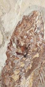 Vis - Fossiele plaatmatrix - Halec, Verzamelen