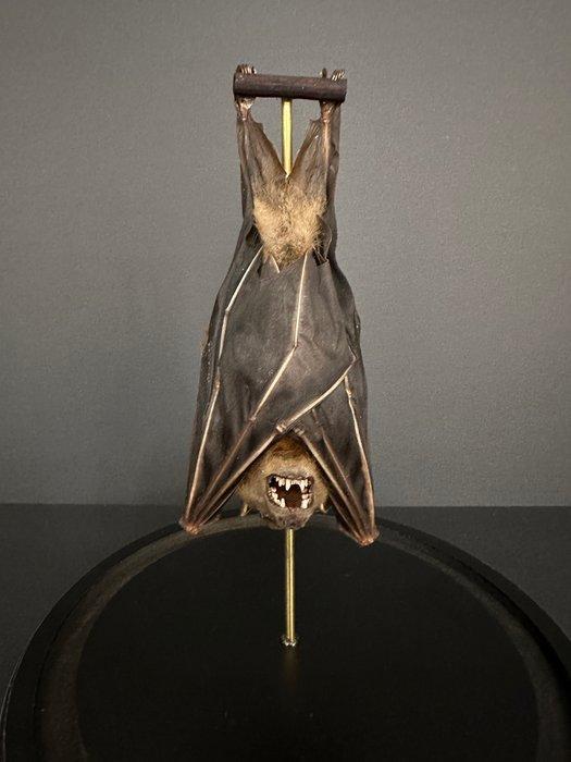 Vleermuis Taxidermie volledige montage - Chauve souris XL, Antiek en Kunst, Curiosa en Brocante