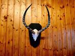 Antilope Support de corps entier pour taxidermie -, Nieuw