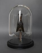 Vleermuis Taxidermie volledige montage - Tylonycteris, Antiek en Kunst