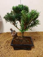 Boeddha-den bonsai (Podocarpus macrophyllus) - Hoogte
