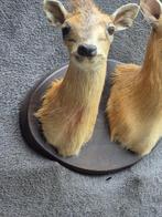 Zaagbek met roodachtig zijvlak Taxidermie wandmontage -, Verzamelen, Nieuw