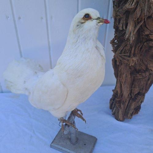 Tétras lyre - Pigeon paon - Bécasse - Support de corps, Verzamelen, Dierenverzamelingen