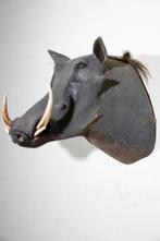 Large African Warthog Schedel - Phacochoerus africanus - 53, Collections, Collections Animaux