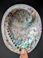 Prachtige abalone gepolijst parelmoer Zeeschelp - Haliotis, Nieuw