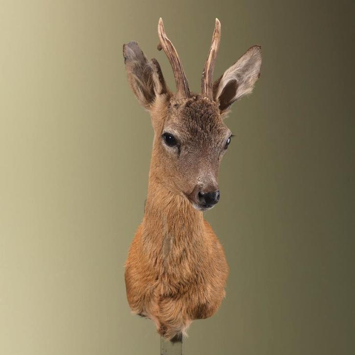 Reebok Zomervacht Taxidermie Opgezette Dieren By Max, Verzamelen, Dierenverzamelingen, Opgezet dier, Nieuw, Wild dier, Ophalen of Verzenden