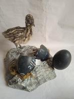Émeu Support de corps entier pour taxidermie - Dromaius, Nieuw