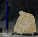 Uitstekende fossiele zeesterren - Natuurlijke veelvoud -, Verzamelen