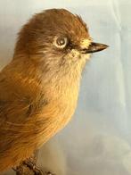 Siberische gaai Taxidermie volledige montage - Pseudoleistes