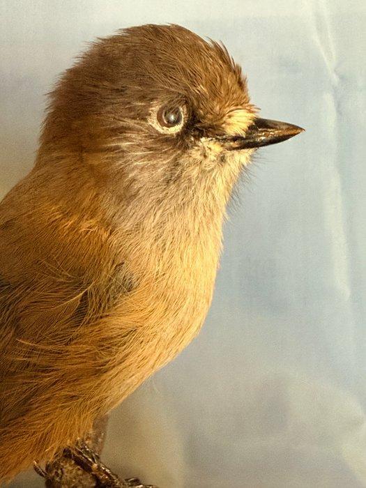 Siberische gaai Taxidermie volledige montage - Pseudoleistes, Verzamelen, Dierenverzamelingen