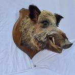 Wild zwijn Taxidermie wandmontage - Sus scrofa - très grande, Verzamelen, Nieuw