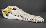Siamese krokodil Schedel - Crocodylus siamensis (with farm