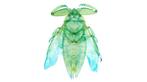 Lethocerus Pantser - Lethocerus indicus - 12.5 cm - 4.5 cm -