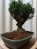 Buxus Harlandii bonsai in bonsaischaal - Hoogte (boom): 25