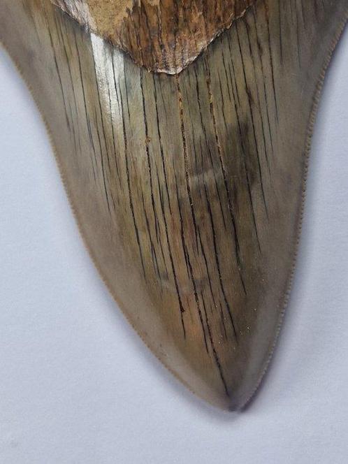 Megalodon - Fossiele tand - Otodus (Carcharocles) megalodon, Verzamelen, Mineralen en Fossielen