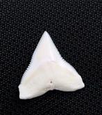 Carcharhinus longimanus Tand - Carcharhinus longimanus- with