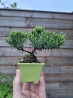 Jeneverbes bonsai (Juniperus) - Hoogte (boom): 9 cm - Diepte, Antiek en Kunst, Kunst | Schilderijen | Klassiek