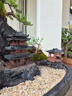 2 Juniper Itoigawa, 1 Maple, 1 Myrtle compositie - Hoogte