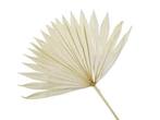 Palmblad Sun cut PastelGeel 5st Palm blad, Hobby & Loisirs créatifs, Bricolage