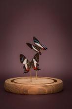Vlinder Taxidermie volledige montage - Ancyluris, Antiek en Kunst
