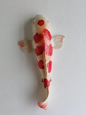 Vanessa Bonino - Koi carp