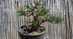 Den bonsai (Pinus) - Hoogte (boom): 22 cm - Diepte (boom):