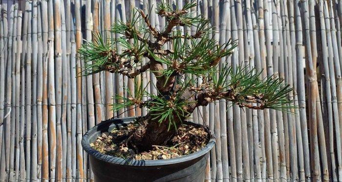 Den bonsai (Pinus) - Hoogte (boom): 22 cm - Diepte (boom):, Antiek en Kunst, Curiosa en Brocante