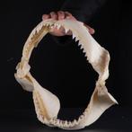 Ensemble de mâchoires de requin taureau - Support de corps, Collections
