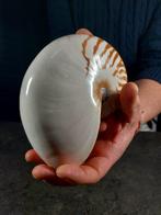 grote schelp nautilus Taxidermie volledige montage -, Verzamelen, Nieuw
