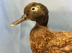 Hybride eend Taxidermie volledige montage - Anas (with proof, Verzamelen, Nieuw