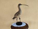 Chiurlo Support de corps entier pour taxidermie - Numenius, Nieuw