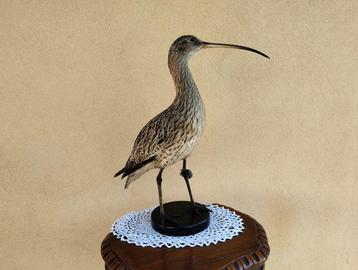 Chiurlo Support de corps entier pour taxidermie - Numenius