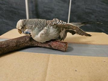 Grasparkiet Taxidermie volledige montage - Melopsittacus beschikbaar voor biedingen