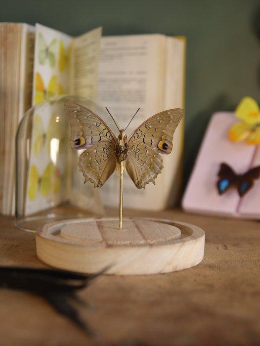 Vlinder Taxidermie volledige montage - Véritable Charaxes, Antiquités & Art, Curiosités & Brocante