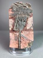 Crinoide - Gefossiliseerd dier - Scyphocrinites elegans -