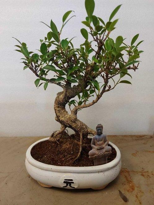 ficus ginseng - Hoogte (boom): 32 cm - Diepte (boom): 26 cm, Antiek en Kunst, Curiosa en Brocante